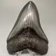Complete Dark Colors 3.91 Fossil Megalodon Shark Tooth Nice Shape