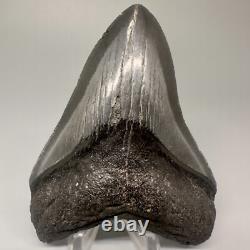 Complete Dark Colors 3.91 Fossil MEGALODON Shark Tooth Nice Shape