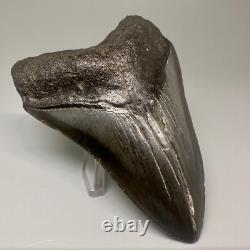 Complete Dark Colors 3.91 Fossil MEGALODON Shark Tooth Nice Shape