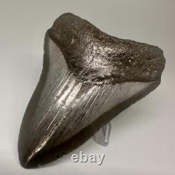Complete Dark Colors 3.91 Fossil MEGALODON Shark Tooth Nice Shape