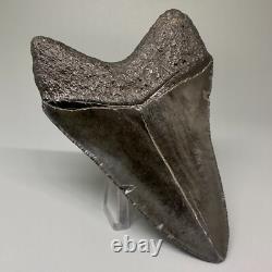 Complete Dark Colors 3.91 Fossil MEGALODON Shark Tooth Nice Shape