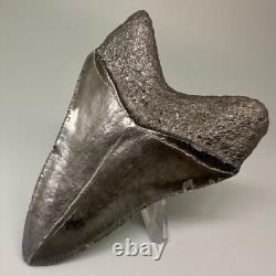 Complete Dark Colors 3.91 Fossil MEGALODON Shark Tooth Nice Shape