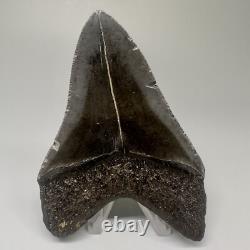Complete Dark Colors 3.91 Fossil MEGALODON Shark Tooth Nice Shape