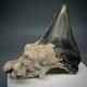 Cool 2.31 Fossil Megalodon Shark Tooth In Bryozoa