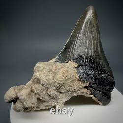 Cool 2.31 Fossil MEGALODON Shark Tooth in Bryozoa