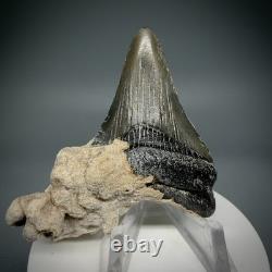 Cool 2.31 Fossil MEGALODON Shark Tooth in Bryozoa
