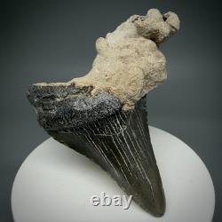 Cool 2.31 Fossil MEGALODON Shark Tooth in Bryozoa