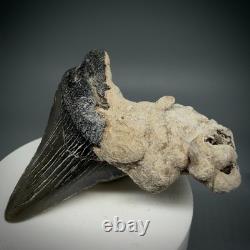 Cool 2.31 Fossil MEGALODON Shark Tooth in Bryozoa