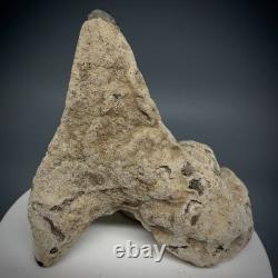 Cool 2.31 Fossil MEGALODON Shark Tooth in Bryozoa