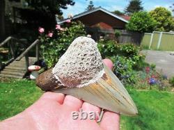 Coral Mounted Natural Megalodon Fossil Shark Tooth