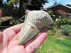 Coral Mounted Natural Megalodon Fossil Shark Tooth