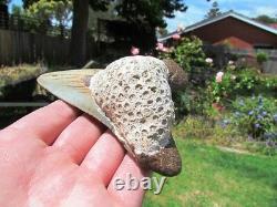 Coral Mounted Natural Megalodon Fossil Shark Tooth