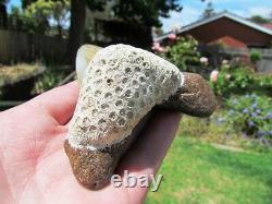 Coral Mounted Natural Megalodon Fossil Shark Tooth