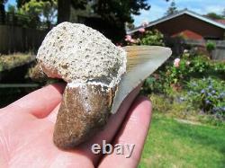 Coral Mounted Natural Megalodon Fossil Shark Tooth