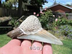 Coral Mounted Natural Megalodon Fossil Shark Tooth