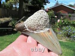 Coral Mounted Natural Megalodon Fossil Shark Tooth