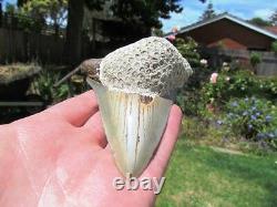 Coral Mounted Natural Megalodon Fossil Shark Tooth
