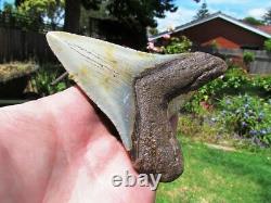 Coral Mounted Natural Megalodon Fossil Shark Tooth