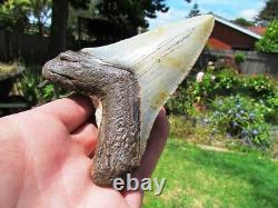 Coral Mounted Natural Megalodon Fossil Shark Tooth