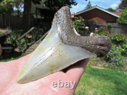Coral Mounted Natural Megalodon Fossil Shark Tooth