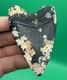 Corral Encrusted Megalodon Tooth Venice Florida 3 All Natural