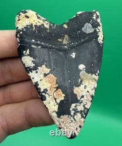 Corral Encrusted Megalodon Tooth Venice Florida 3 All Natural