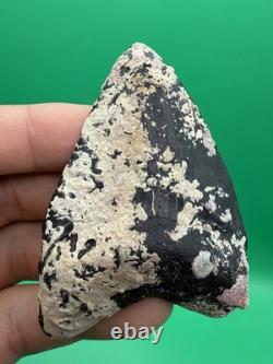 Corral Encrusted Megalodon Tooth Venice Florida 3 All Natural