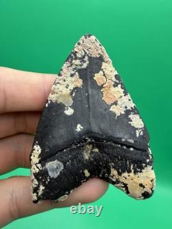Corral Encrusted Megalodon Tooth Venice Florida 3 All Natural