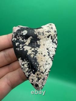 Corral Encrusted Megalodon Tooth Venice Florida 3 All Natural