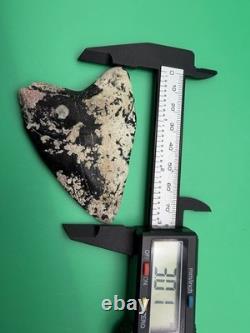 Corral Encrusted Megalodon Tooth Venice Florida 3 All Natural
