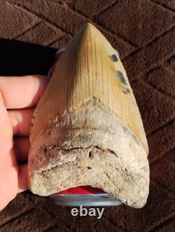 Creamy Colored 5 1/8 Megalodon Tooth Teeth Fossil Ice Age Jaws Shark Week