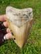 Creamy Colored 5 1/8 Megalodon Tooth Teeth Fossil Ice Age Jaws Shark Week