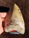 Creamy Colored 5 1/8 Megalodon Tooth Teeth Fossil Ice Age Jaws Shark Week