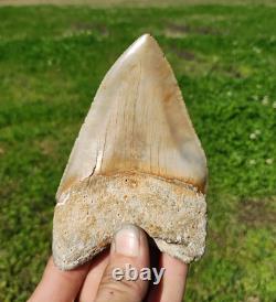 Creamy Colored 5 1/8 Megalodon Tooth Teeth Fossil Ice Age Jaws Shark Week