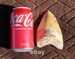 Creamy Colored 5 1/8 Megalodon Tooth Teeth Fossil Ice Age Jaws Shark Week