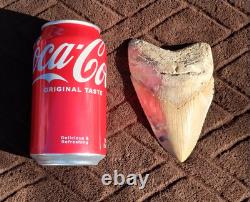 Creamy Colored 5 1/8 Megalodon Tooth Teeth Fossil Ice Age Jaws Shark Week