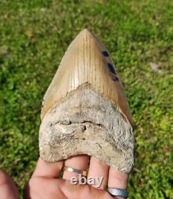 Creamy Colored 5 1/8 Megalodon Tooth Teeth Fossil Ice Age Jaws Shark Week