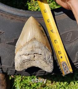 Creamy Colored 5 1/8 Megalodon Tooth Teeth Fossil Ice Age Jaws Shark Week