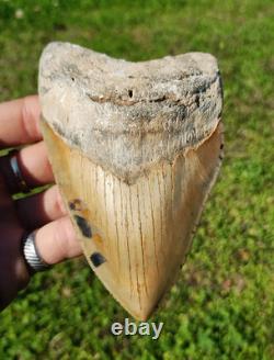 Creamy Colored 5 1/8 Megalodon Tooth Teeth Fossil Ice Age Jaws Shark Week