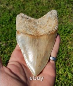 Creamy Colored 5 1/8 Megalodon Tooth Teeth Fossil Ice Age Jaws Shark Week