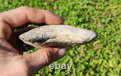 Creamy Colored 5 1/8 Megalodon Tooth Teeth Fossil Ice Age Jaws Shark Week