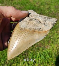 Creamy Colored 5 1/8 Megalodon Tooth Teeth Fossil Ice Age Jaws Shark Week