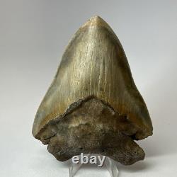 DEFECTIVE Megalodon Shark Tooth 510 Inch Serrated Unique Fossil Real G3D
