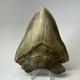 Defective Megalodon Shark Tooth 510 Inch Serrated Unique Fossil Real G3d