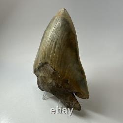 DEFECTIVE Megalodon Shark Tooth 510 Inch Serrated Unique Fossil Real G3D