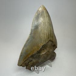 DEFECTIVE Megalodon Shark Tooth 510 Inch Serrated Unique Fossil Real G3D