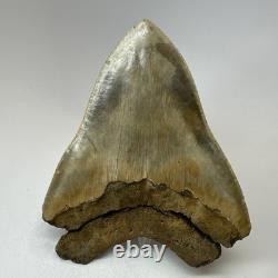 DEFECTIVE Megalodon Shark Tooth 510 Inch Serrated Unique Fossil Real G3D