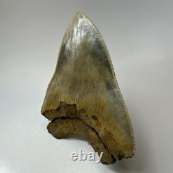 DEFECTIVE Megalodon Shark Tooth 510 Inch Serrated Unique Fossil Real G3D