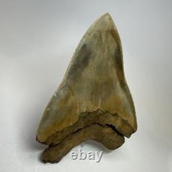 DEFECTIVE Megalodon Shark Tooth 510 Inch Serrated Unique Fossil Real G3D