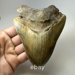 DEFECTIVE Megalodon Shark Tooth 510 Inch Serrated Unique Fossil Real G3D